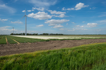 Field of tulips in spring