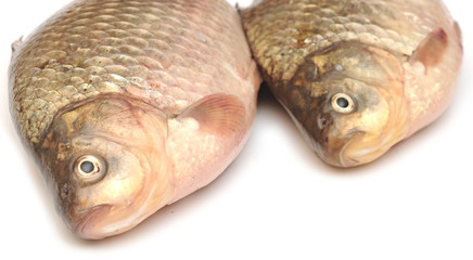 Fresh crucians isolated on the white