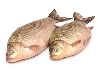 Crucian carp isolated on white background