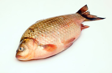 Crucian carp isolated on white background
