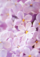 Naklejka na ściany i meble Close up beautiful lilac, selective focus