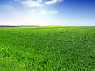 Green Field