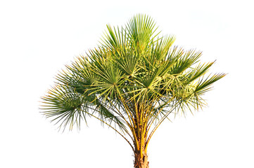 Palm tree isolated