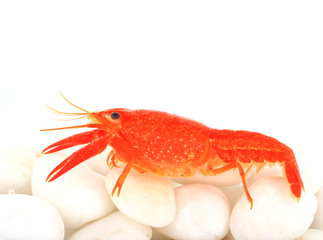 crayfish on white rock in water