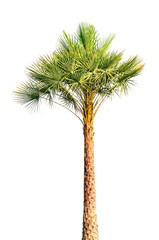 Palm tree isolated