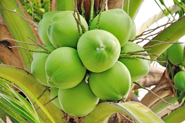 Fototapeta premium green coconut