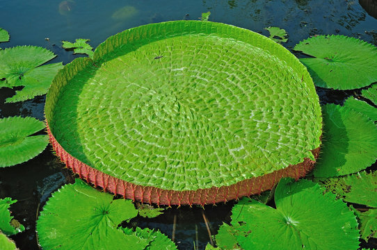 Victoria lotus leaf