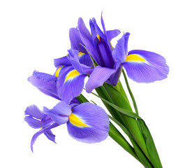 Fleur d& 39 iris violet isolé sur fond blanc
