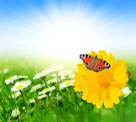 Fotobehang Lentebloemen met vlinder op weide © vencav