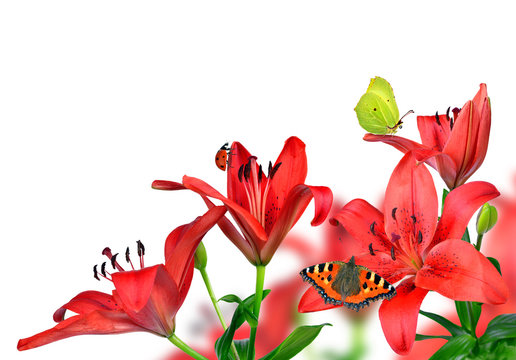 Lily with butterflies  isolated on white background
