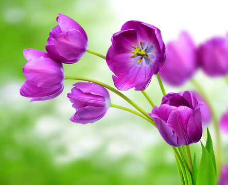 fresh purple tulips