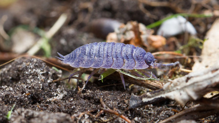 Pill bug walking