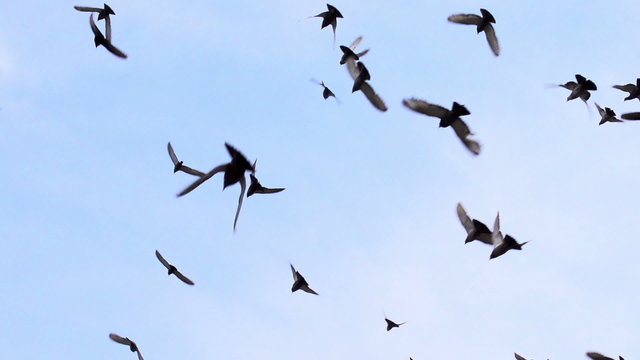 Large Flock of Birds. Slow Motion at a rate of 480 fps