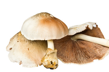 Mushrooms on white background