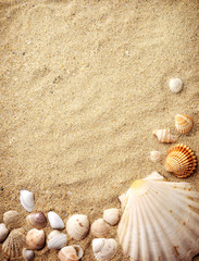 shells on sand
