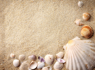 shells on sand