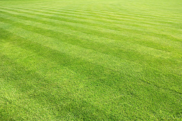 Obraz premium big lawn background
