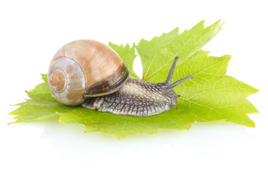 garden snail (Helix aspersa) on green leaf