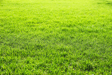Fototapeta premium Green grass background