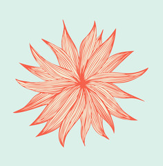 Orange linear isolated flower