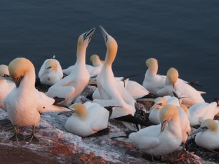 Basstölpel auf Helgoland