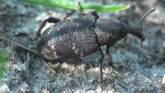 Weevil beetle macro