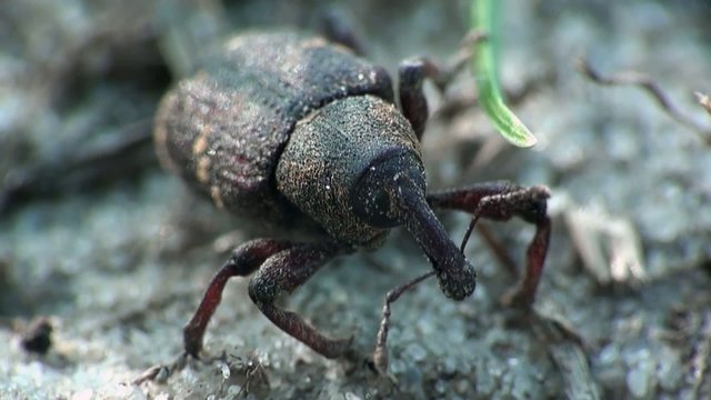 Weevil beetle macro