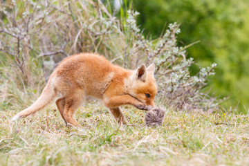 red fox cub