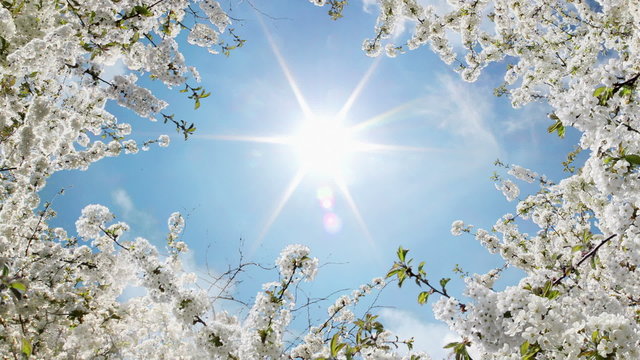 Fr&uuml;hling