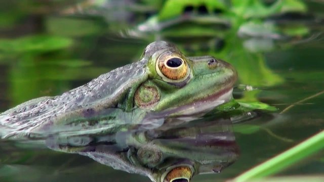 frog macro on the water 
