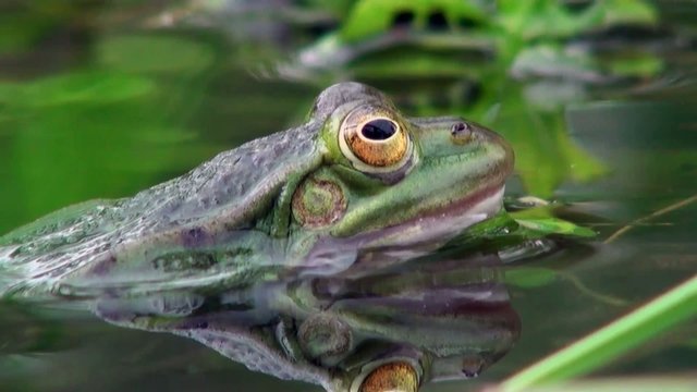 frog macro on the water 