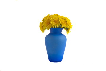 Isolated yellow flowers bouquet (dandelions) in a blue vase.