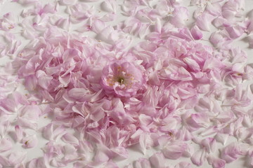 Heart-shaped lined pink petals, white background.