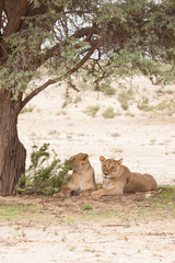 two lions under a tree