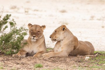 Fototapeta na wymiar Dwie samice lwów
