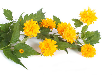 Pleniflora yellow flowers isolated on white background