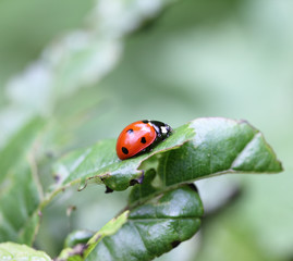 Fototapeta premium Ladybird in a grass on green leaves