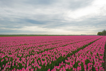 Fototapeta premium Field of tulips in spring