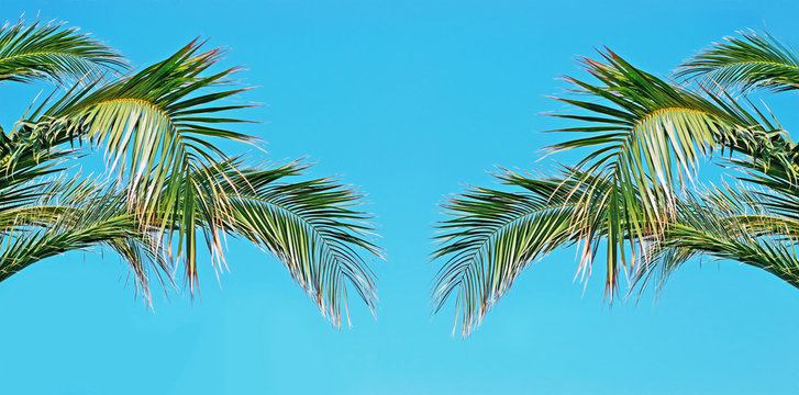 palm and sky