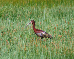 Ibis in the grass