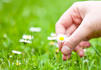 Gänseblümchen pflücken