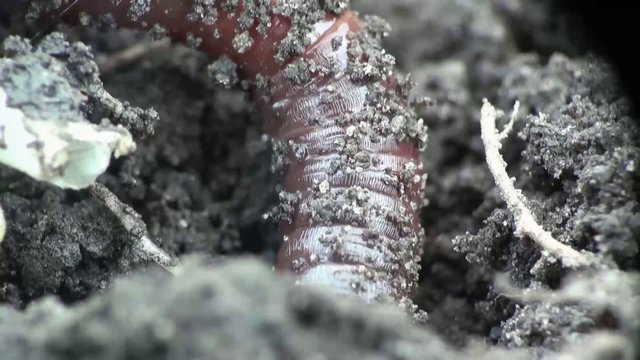 Earth worm is hiding in the ground
