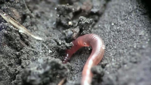 Earth worm is hiding in the ground