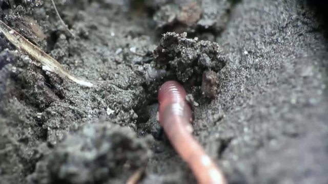 Earth worm is hiding in the ground