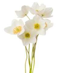 Fototapeta na wymiar white flower anemone Dubravnaya