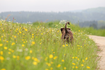 Vorausgehender Hund