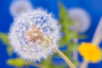 dandelion macro closeup