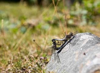 Dragonflies