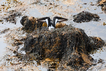 Oystercatcher bird