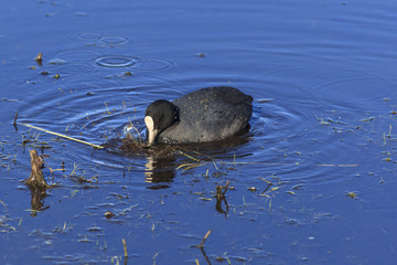 Eurasian Coot